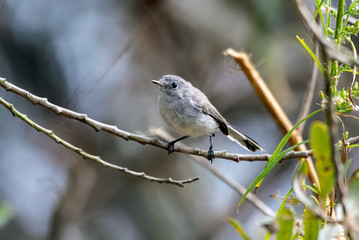 Small Blue Gray Gnatcatcher bird perched on a thin branch and preparing to move to the next tree to forage.