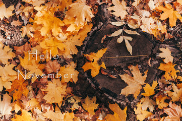 Hello November. A natural looking stump and yellow maple leaves in the autumn forest. Wooden stump with autumn leaves and forest on a background of nature. Template for design. Copy space