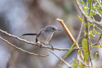 Small Blue Gray Gnatcatcher bird perched on a thin branch and preparing to move to the next tree to the right.