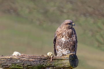 Eurasian Common Buzzard perched on a log