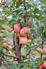 large ripe apples clusters hanging heap on a tree branch in an intense apple orchard. Dewdrops. Vitamins. Vegetarian