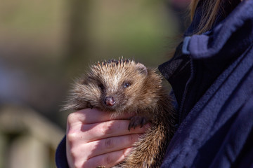 European hedgehog, Erinaceus europaeus, held by a carer © magicbones