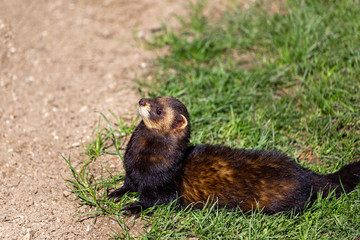 Alert European polecat, Mustela putorius