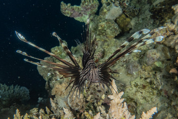 Lion fish in the Red Sea colorful fish, Eilat Israel