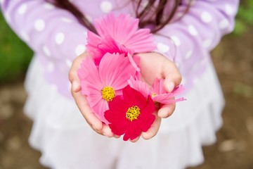 コスモスをプレゼント