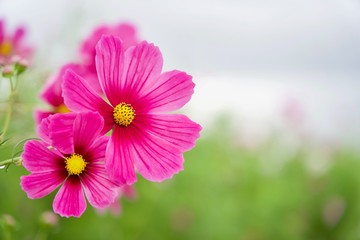 Obraz premium 濃いピンクのコスモス