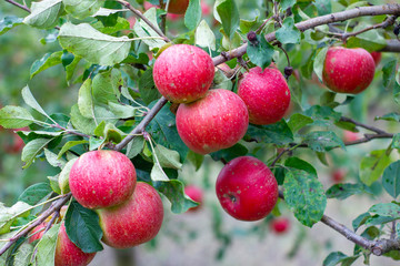 Obraz premium large ripe apples clusters hanging heap on a tree branch in an intense apple orchard. Dewdrops. Vitamins. Vegetarian