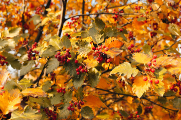 orange ripe bouquet of mountain ash with yellow leaves of mountain ash in the autumn season. autumn colorful red rowan branch. rich harbest in the fall season. Template for design. Copy space