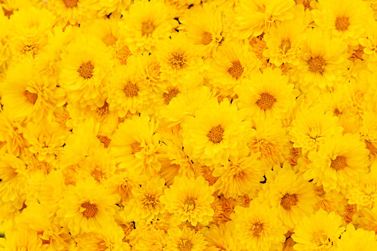 Summer/autumn blossoming chrysanthemum flowers yellow background, bright floral card, selective focus, toned