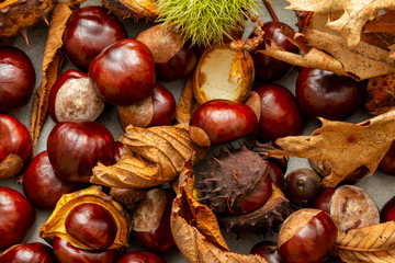 autumn composition with fresh chestnuts and fall foliage close-up