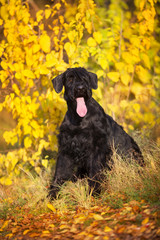  Giant Schnauzer  sitting  in yellow and orane fall leaves