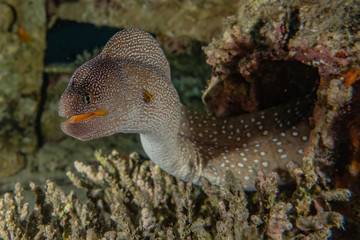 Moray eel Mooray lycodontis undulatus in the Red Sea, eilat israel