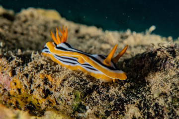 Sea slug in the Red Sea Colorful and beautiful, Eilat Israel