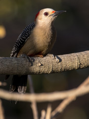 aves