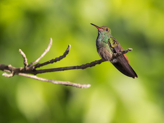 Fototapeta na wymiar colibrí cola rufa