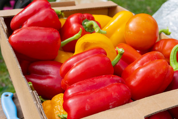 red and yellow peppers lie in a cardboard box close-up