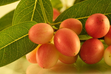 Carissa carandas is a species of flowering shrub. It produces berry sized fruits that are commonly used as a condiment in Indian pickles and spices. 