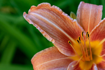 Orange lily (Hemerocallis fulva) also called tiger daylily in the green grass, macro and cut out with green copy space