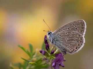 Fototapeta na wymiar Butterfly on a colorful background