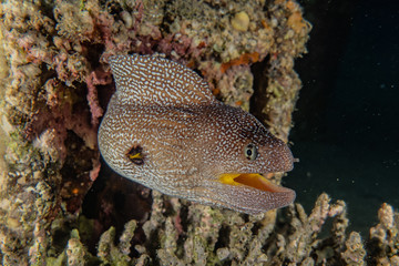 Moray eel Mooray lycodontis undulatus in the Red Sea, eilat israel