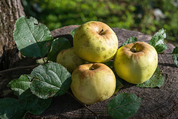 Organic Champagne fresh apples in autumn garden