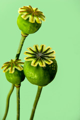 Poppy seed boxs isolated on a green background. Background for design