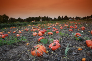 pumpkins in the field in autumn