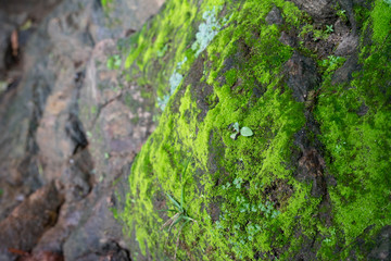 Moss on rock