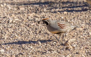 California Quail bird