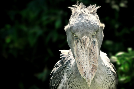 Shoebill Изображения: просматривайте стоковые фотографии