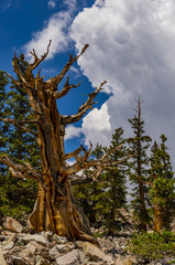 An Old Bristlecone