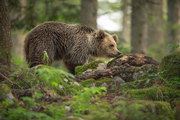 Young bear checking for scent