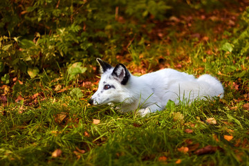 Naklejka na ściany i meble White fox to hunt. The fox in the autumn fox.
