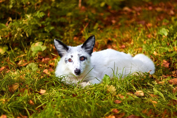 Bakurian fox resting in the autumn forest.