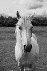 Black and white close-up portrait of a white horse on a ranch
