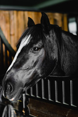 Close-up portrait of a black horse on a ranch