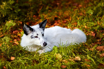 Naklejka na ściany i meble Sleepy fox of a white color in the autumn forest