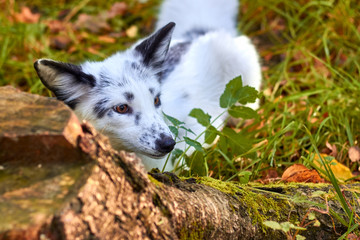 Fototapeta premium The little fox pricked up its ears. Animal in the autumn forest.