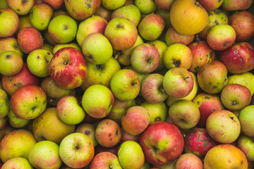 Freshly picked apples . Full frame photography.