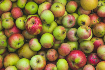 Freshly picked apples . Full frame photography.