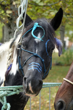 5 449 Best Cheval Noir Images Stock Photos Vectors Adobe Stock