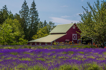 A field of purple lavender with a red barn in the background