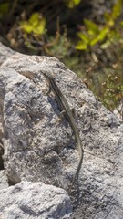 small lizard in green landscape at lake kozjak