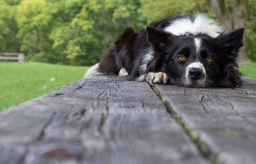 A border collie puppy, relaxed on a wood table in the woods.