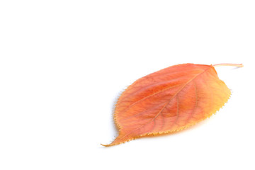 Side view of a fallen bright red orange autumn linden leaf with empty place for text isolated on white background