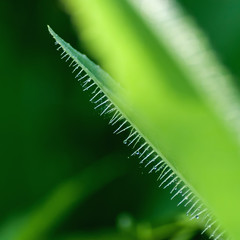 macro drops on the hairs of the plant
