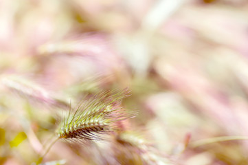 spikelets closeup in nature, background