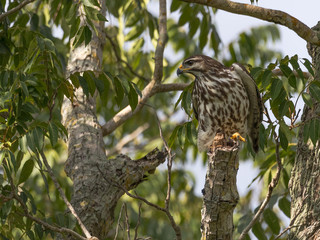 águila