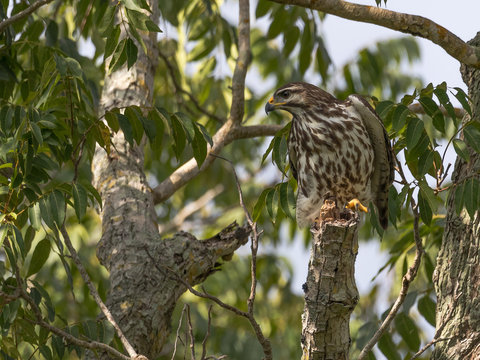 &aacute;guila