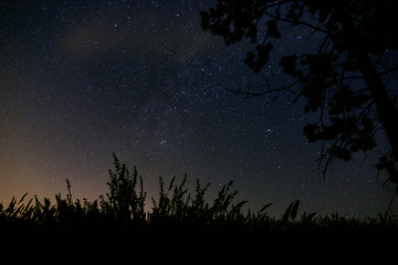Fototapeta premium Night sky with stars in the forest.